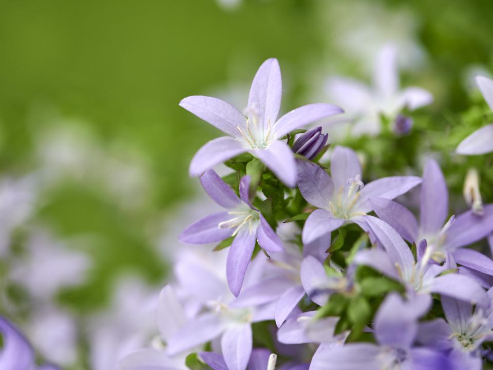 campanula stervormig | klokjesbloem | tuinplant