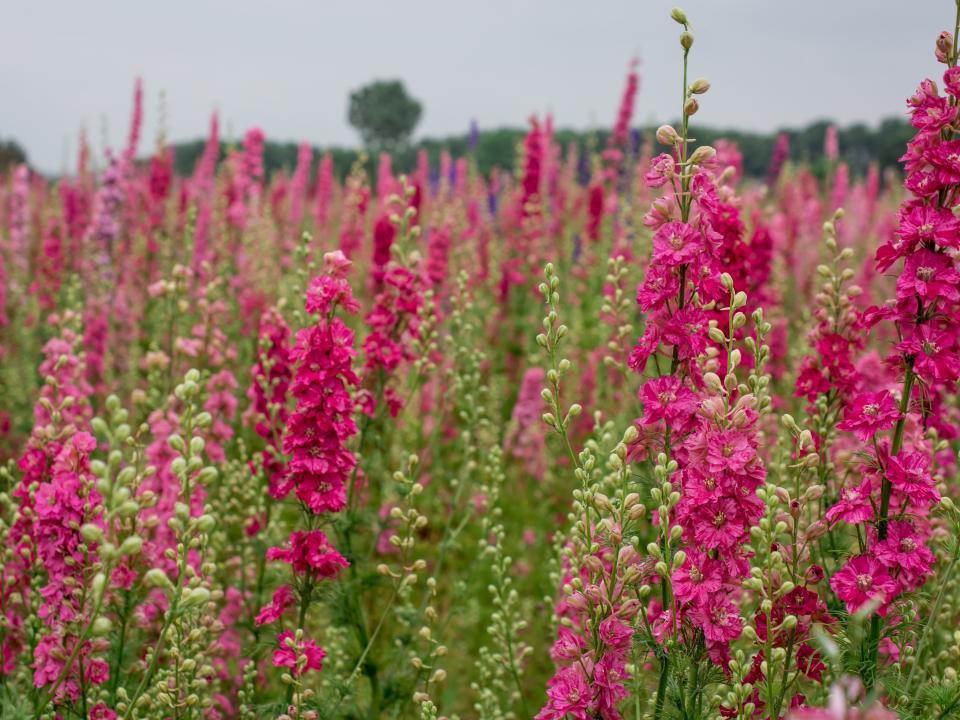 roze ridderspoor | delphinium roze