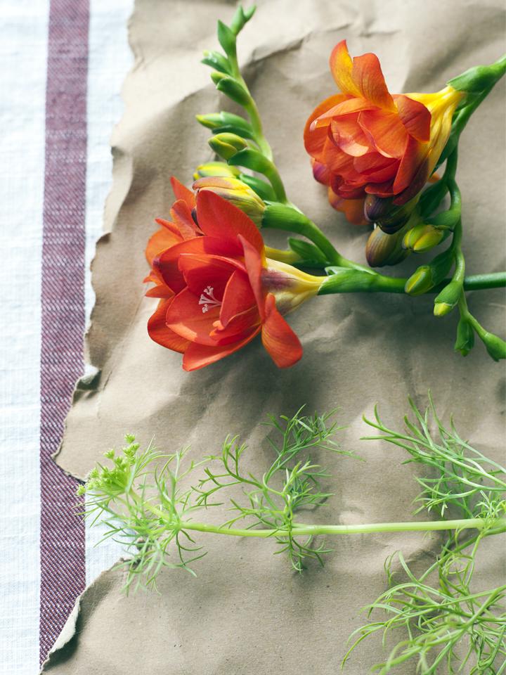 freesia oranje rood | freesia grote bloemen