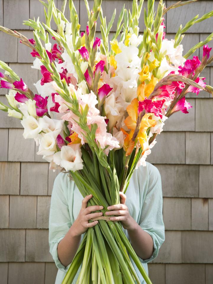 gladiool roze wit | gladiolen nijmeegse vierdaagse