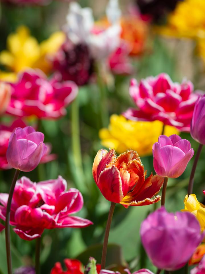 nationale tulpendag