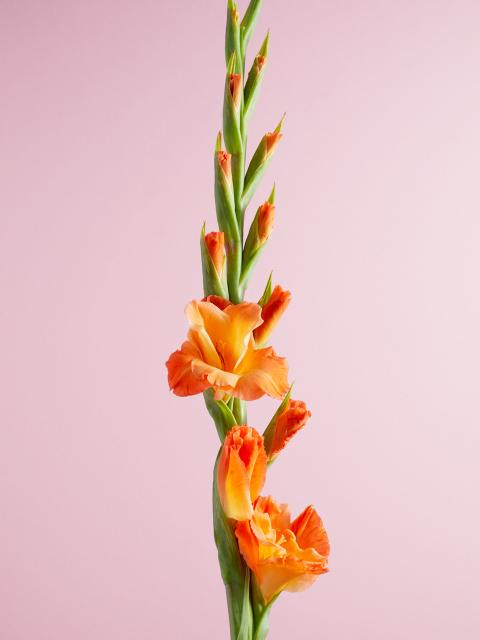 gladiool | oranje gladiool | bloem geslaagd
