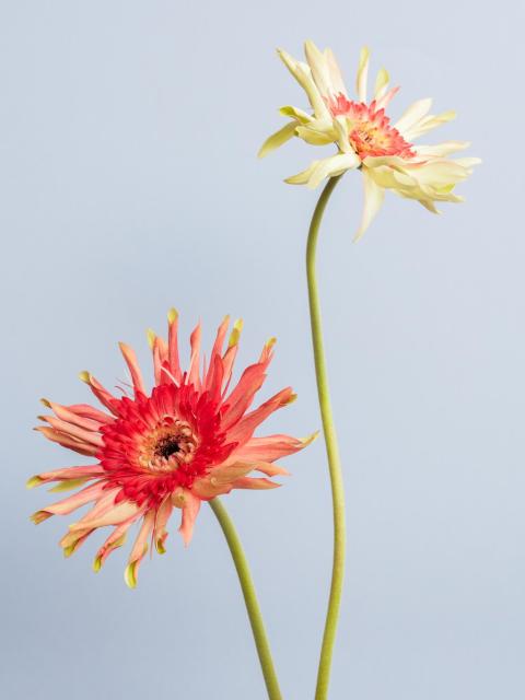 gerbera oranje rood | gerbera bloem geslaagd