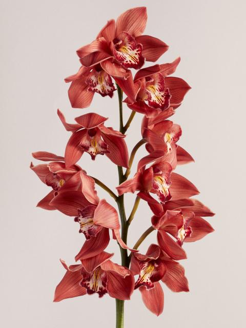 cymbidium bloem rouwen | rouwboeket bloem