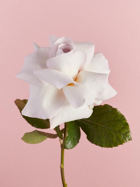 roze roos | witte roos | symboliek roos