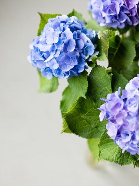 hortensia paars blauw | hydrangea